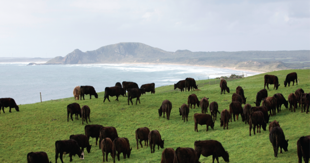 what-is-organic-beef-verde-farms